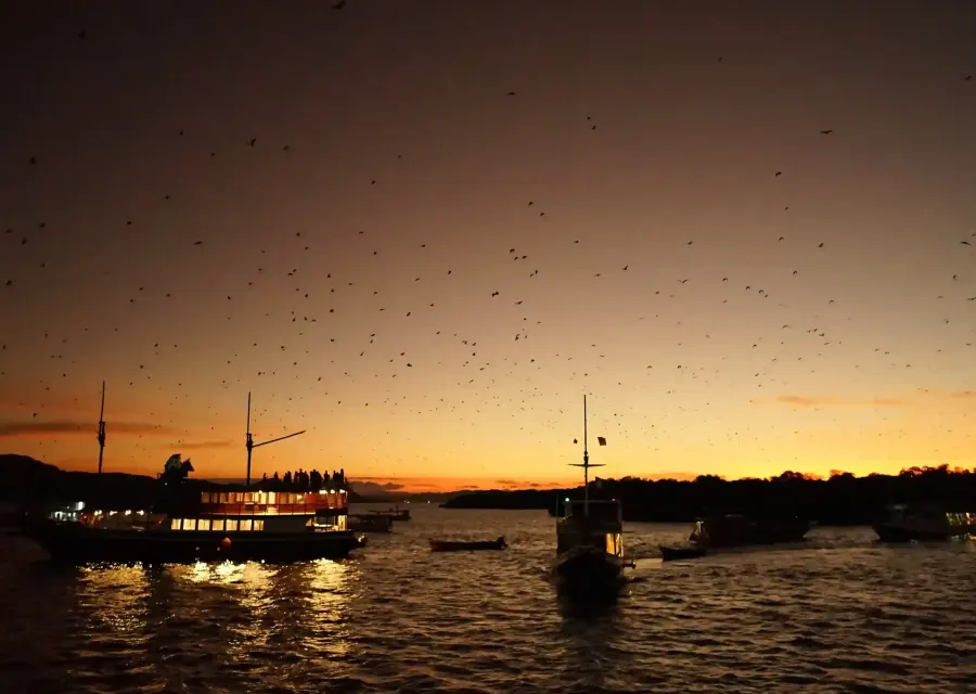Flying foxes crossing the sky at sunset off Kalong Island