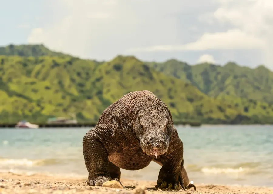 A Komodo dragon walking along a beach