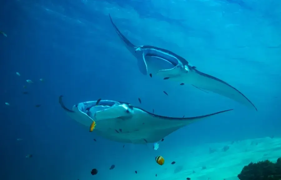 Two manta rays gliding at Manta Point, Komodo